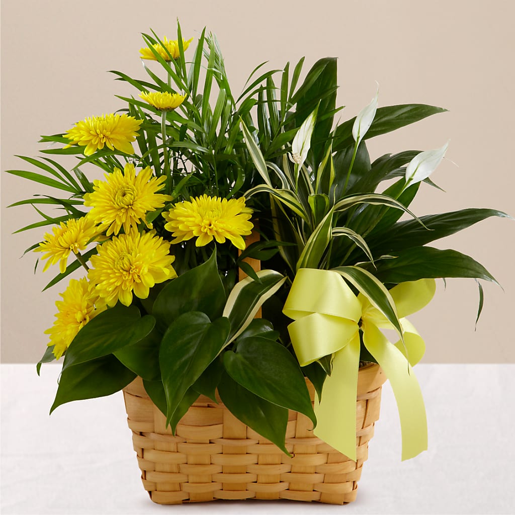 Loving Light Dishgarden – HELEN'S FLOWERS LLC, Radcliff KY