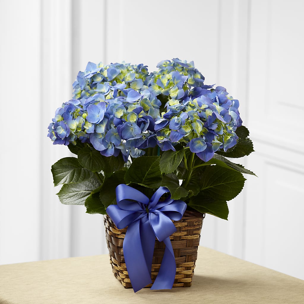 Blue Hydrangea Planter – HELEN'S FLOWERS LLC, Radcliff KY