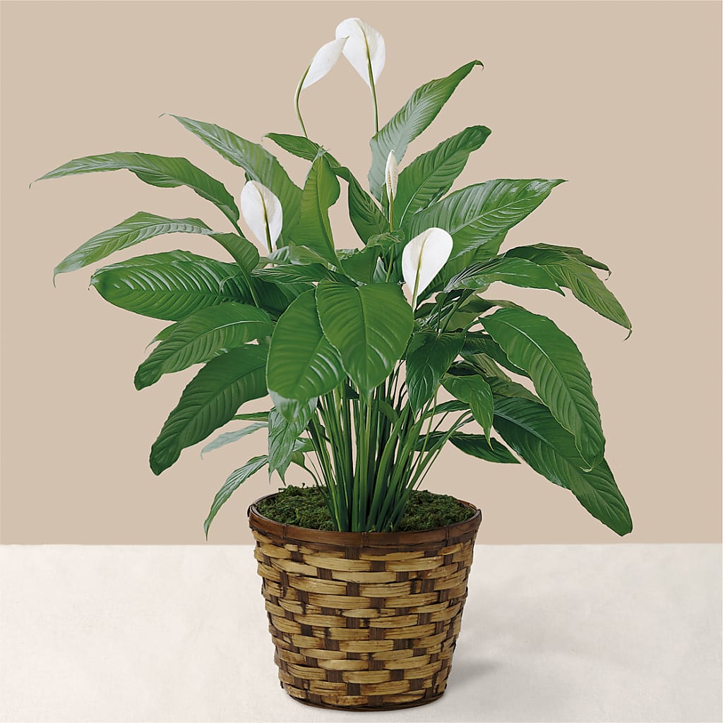 Tranquil Moments Peace Lily Plant – HELEN'S FLOWERS LLC, Radcliff KY