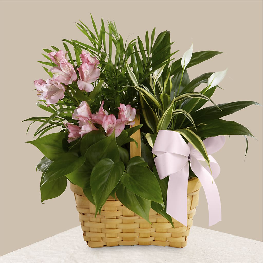 Living Spirit Dishgarden – HELEN'S FLOWERS LLC, Radcliff KY