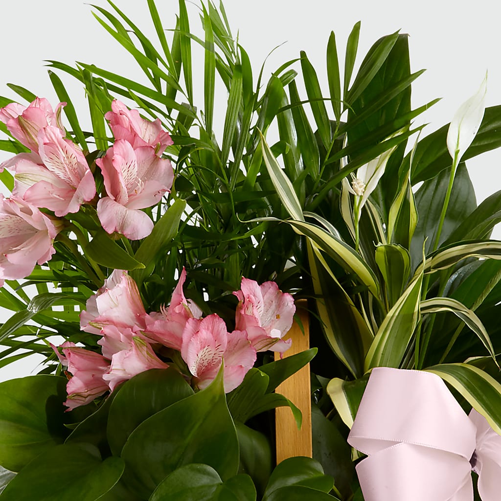 Living Spirit Dishgarden – HELEN'S FLOWERS LLC, Radcliff KY