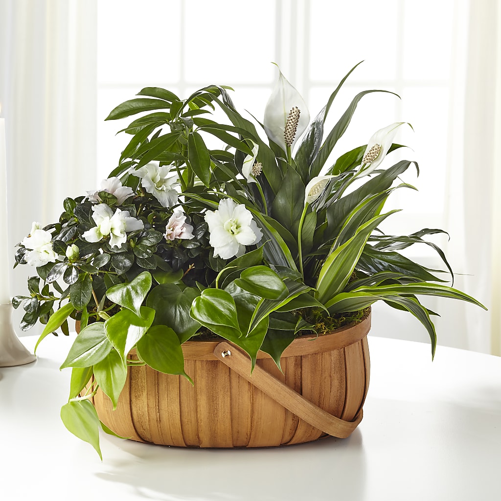 Serene Dishgarden – HELEN'S FLOWERS LLC, Radcliff KY