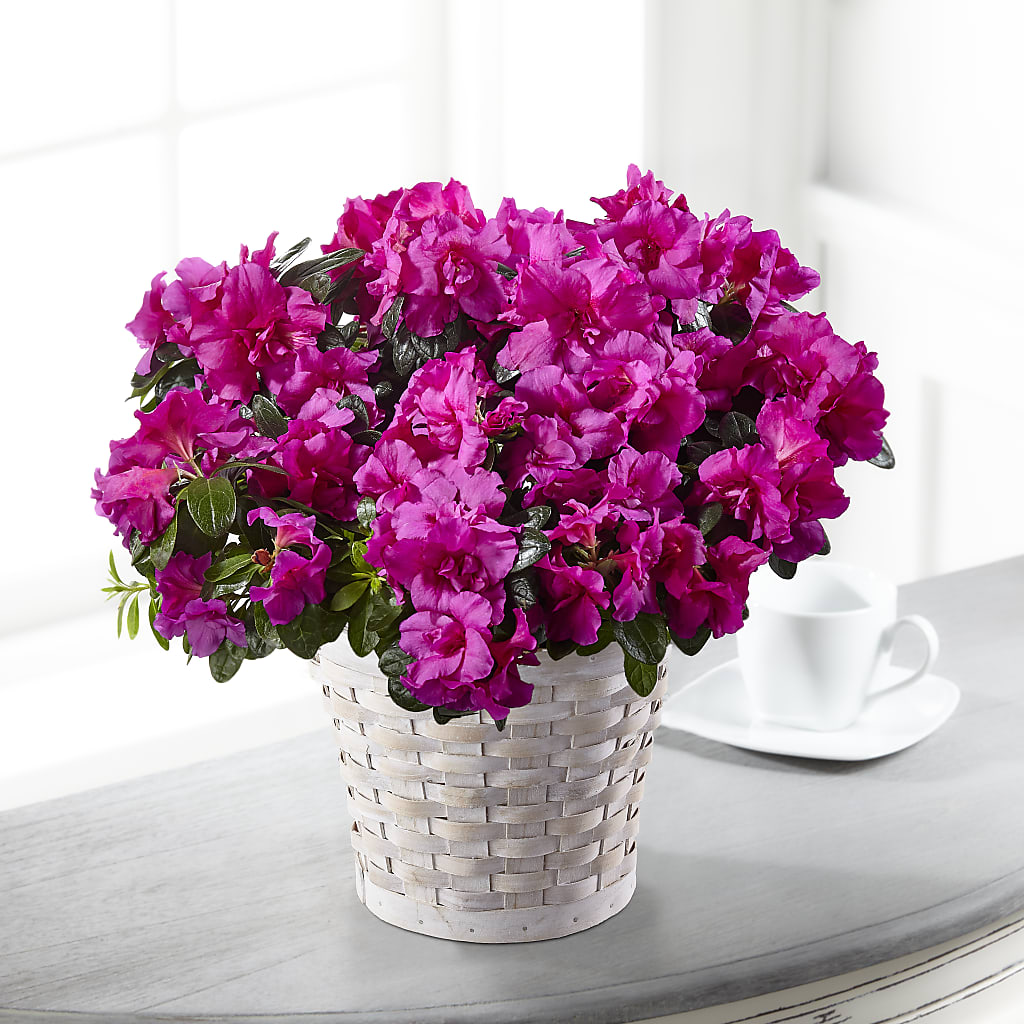 Hope & Serenity Azalea Plant – HELEN'S FLOWERS LLC, Radcliff KY