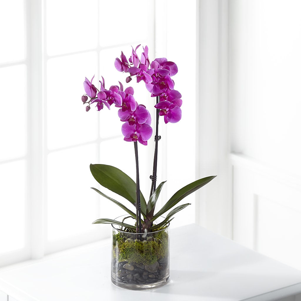 Pink Orchid Plant – HELEN'S FLOWERS LLC, Radcliff KY