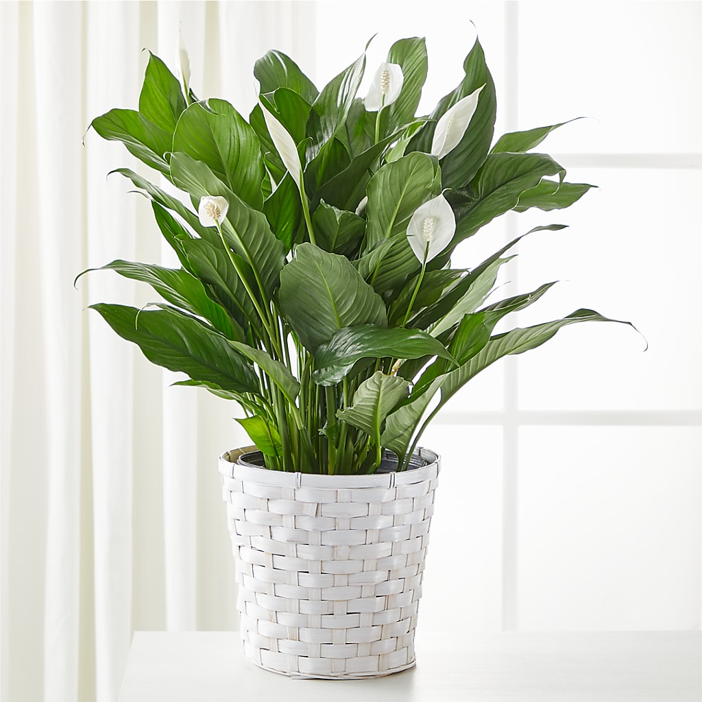 A New Leaf Peace Lily – HELEN'S FLOWERS LLC, Radcliff KY