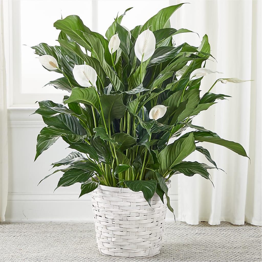 A New Leaf Peace Lily – HELEN'S FLOWERS LLC, Radcliff KY