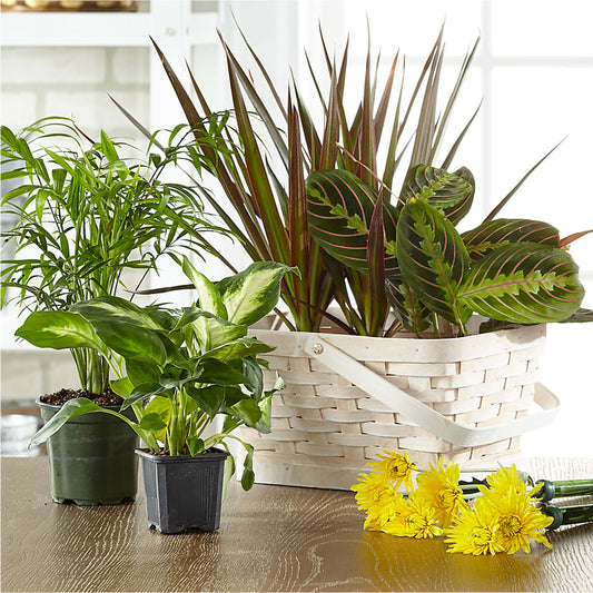 Florist Designed Blooming and Green Plants in a Basket – HELEN'S FLOWERS LLC, Radcliff KY