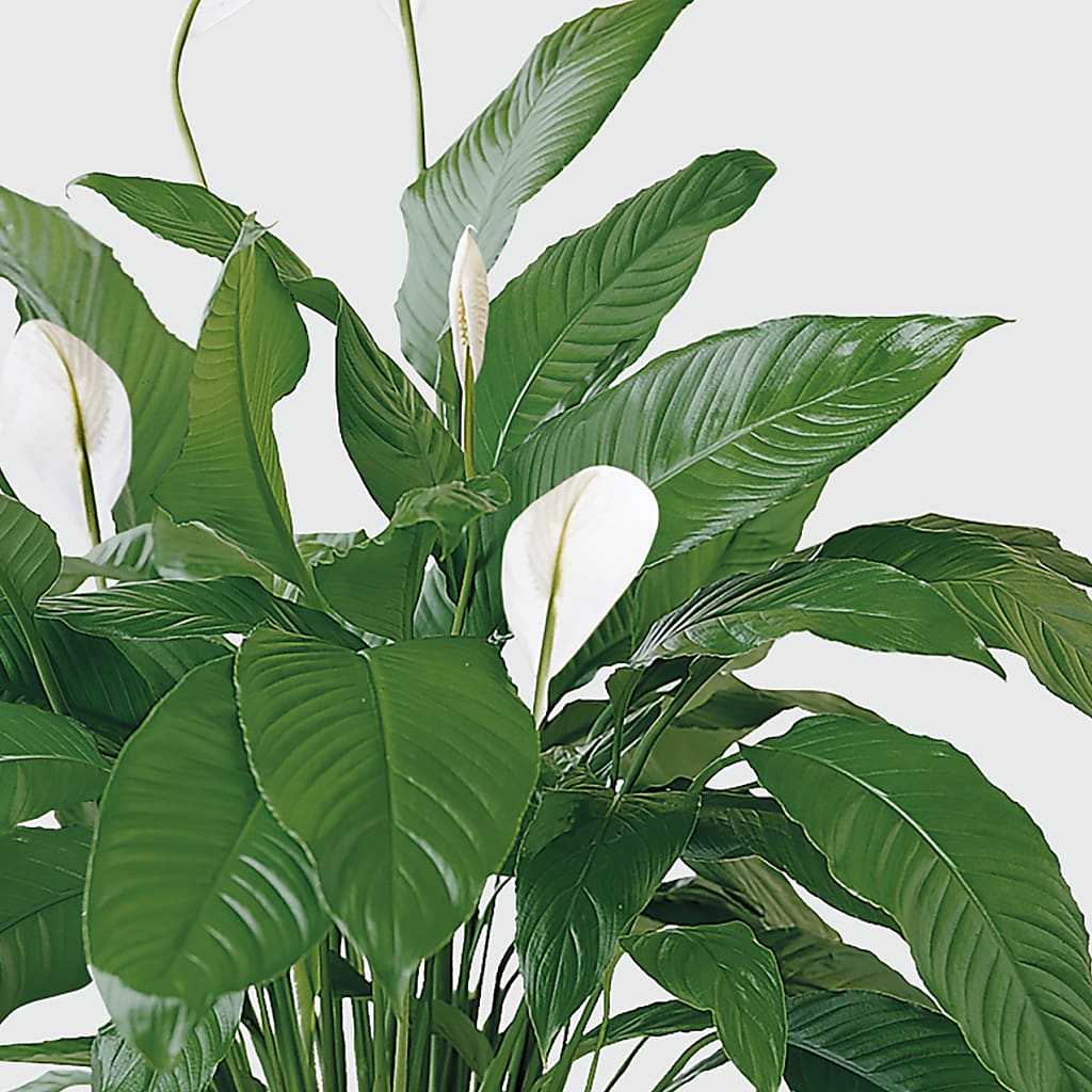 Tranquil Moments Peace Lily Plant – HELEN'S FLOWERS LLC, Radcliff KY