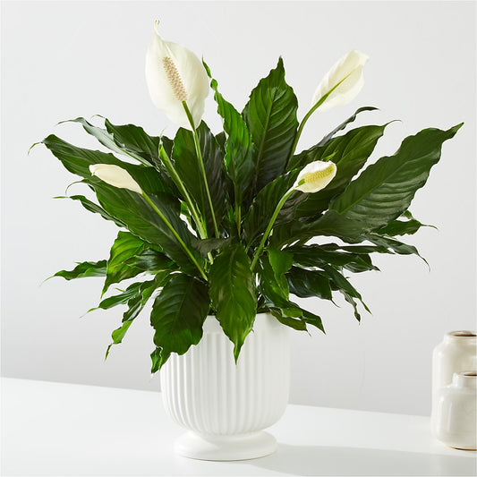 Comfort Planter – HELEN'S FLOWERS LLC, Radcliff KY