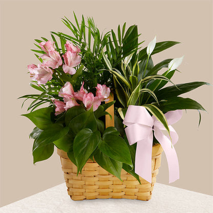 Living Spirit Dishgarden – HELEN'S FLOWERS LLC, Radcliff KY