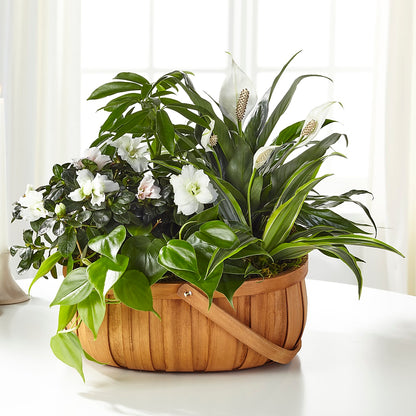 Serene Dishgarden – HELEN'S FLOWERS LLC, Radcliff KY