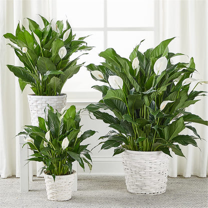 A New Leaf Peace Lily – HELEN'S FLOWERS LLC, Radcliff KY